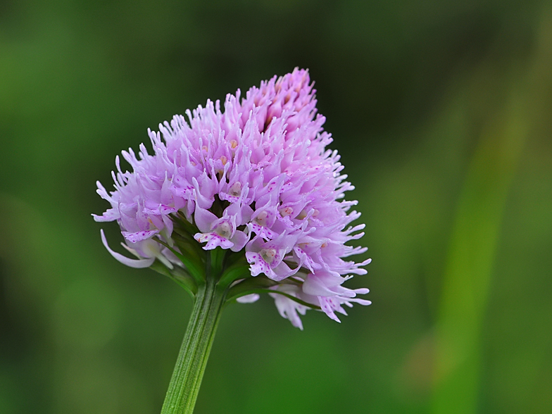 Traunsteinera globosa