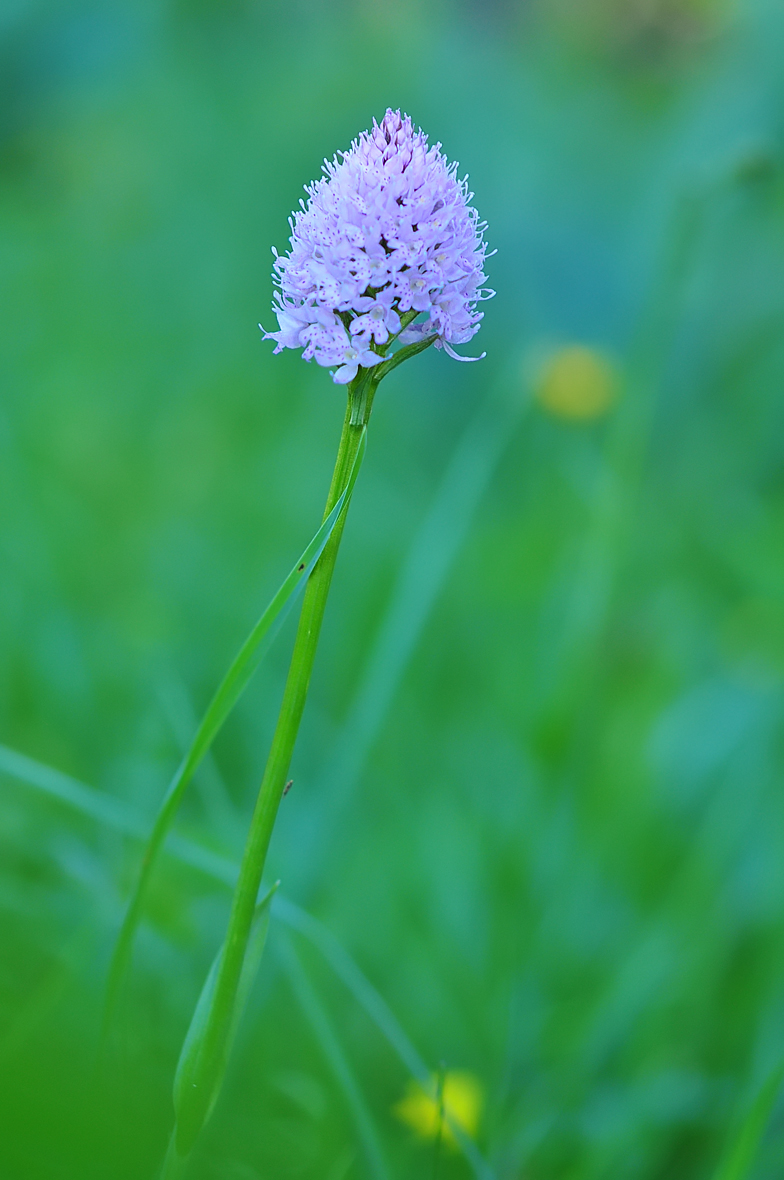 Traunsteinera globosa