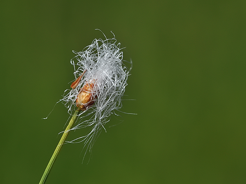 Trichophorum alpinum