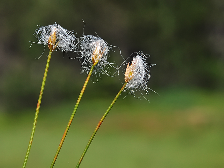 Trichophorum alpinum