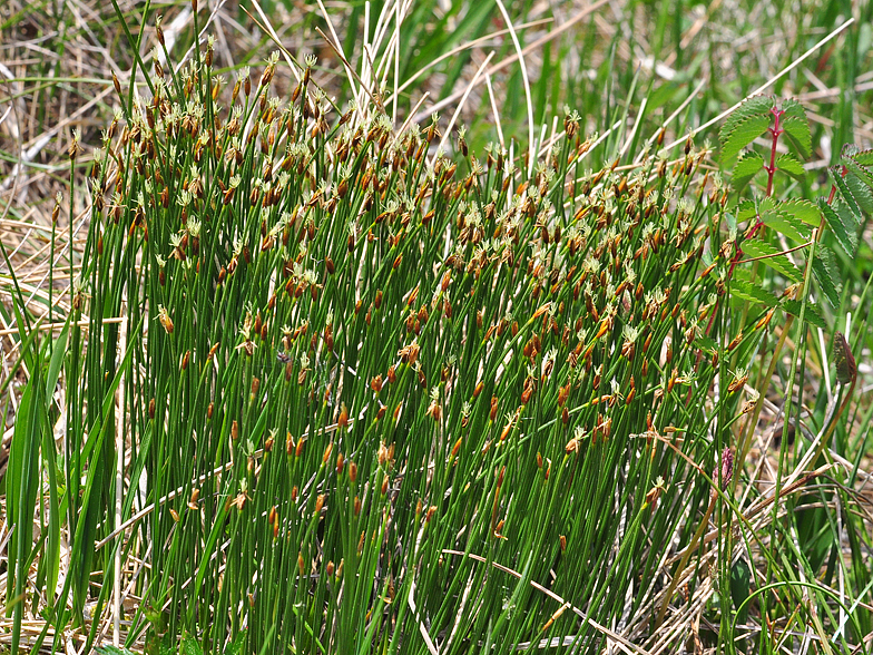 Trichophorum cespitosum