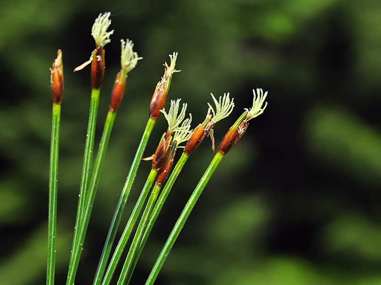 Trichophorum cespitosum