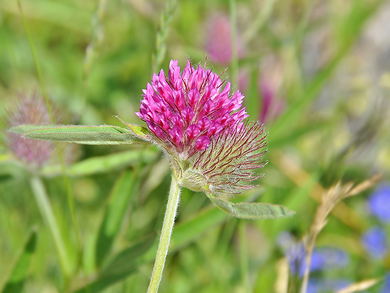 Trifolium alpestre