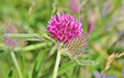 Trifolium alpestre