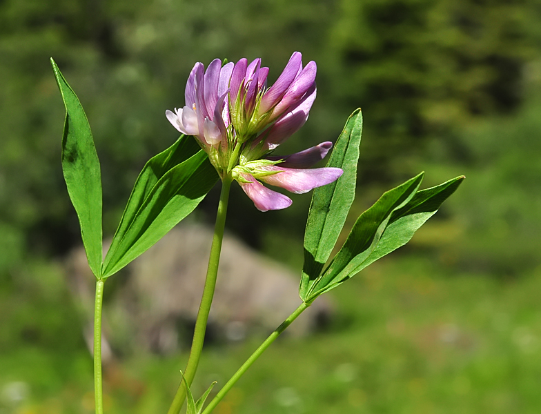 Trifolium alpinum