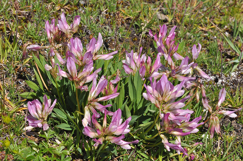 Trifolium alpinum