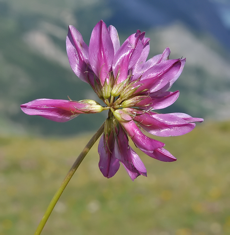 Trifolium alpinum