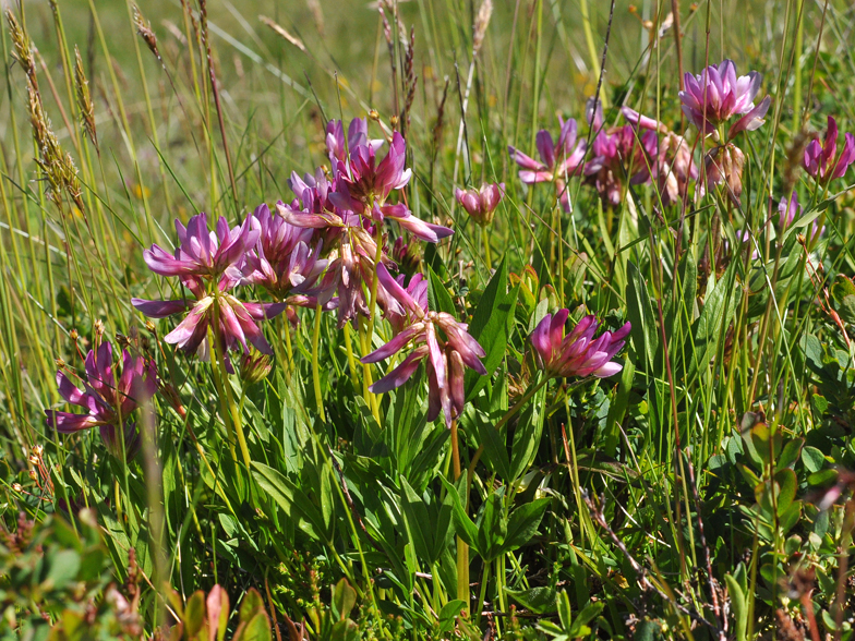 Trifolium alpinum