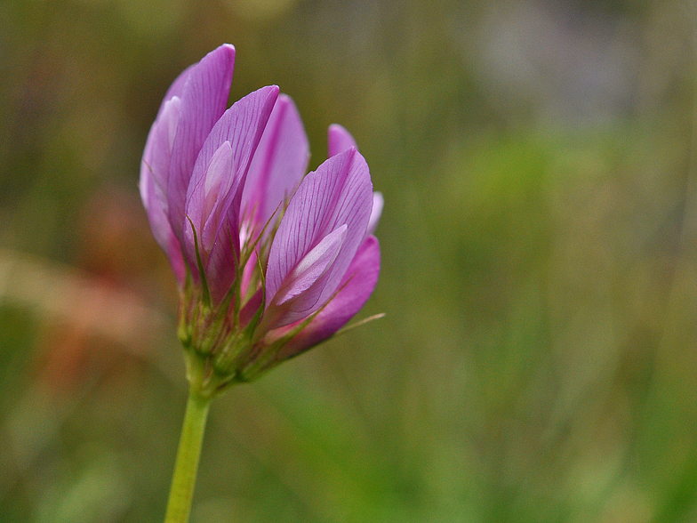 Trifolium alpinum