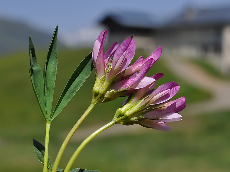 Trifolium alpinum