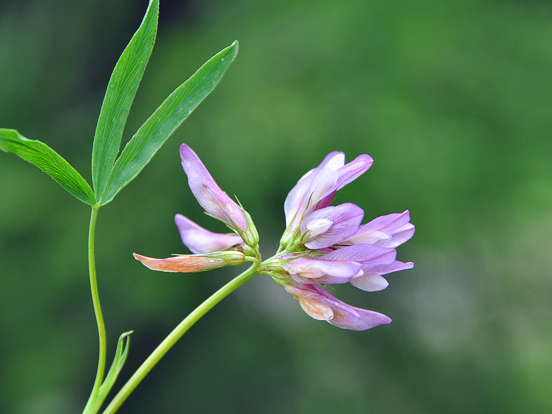 Trifolium alpinum