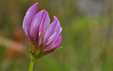 Trifolium alpinum