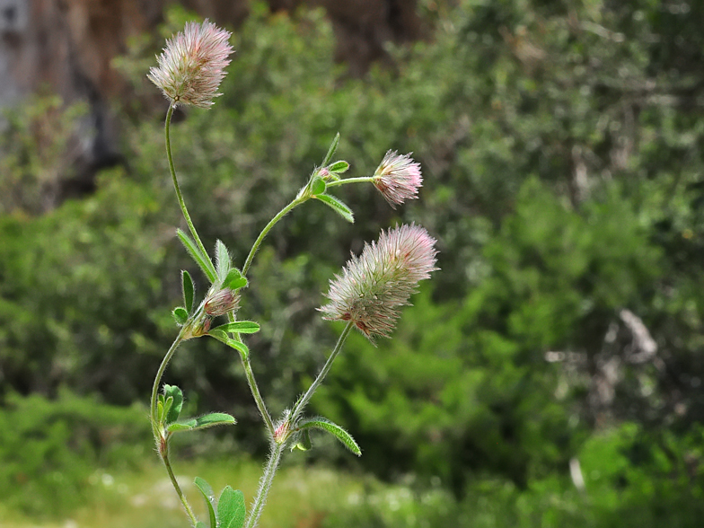 Trifolium arvense