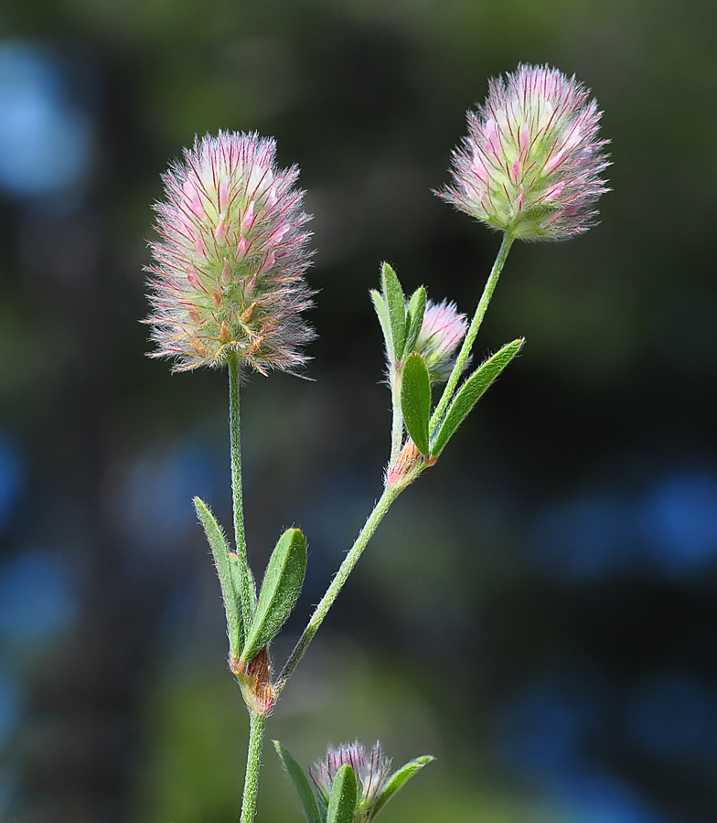 Trifolium arvense