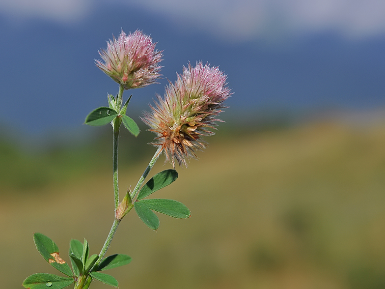 Trifolium arvense