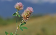 Trifolium arvense