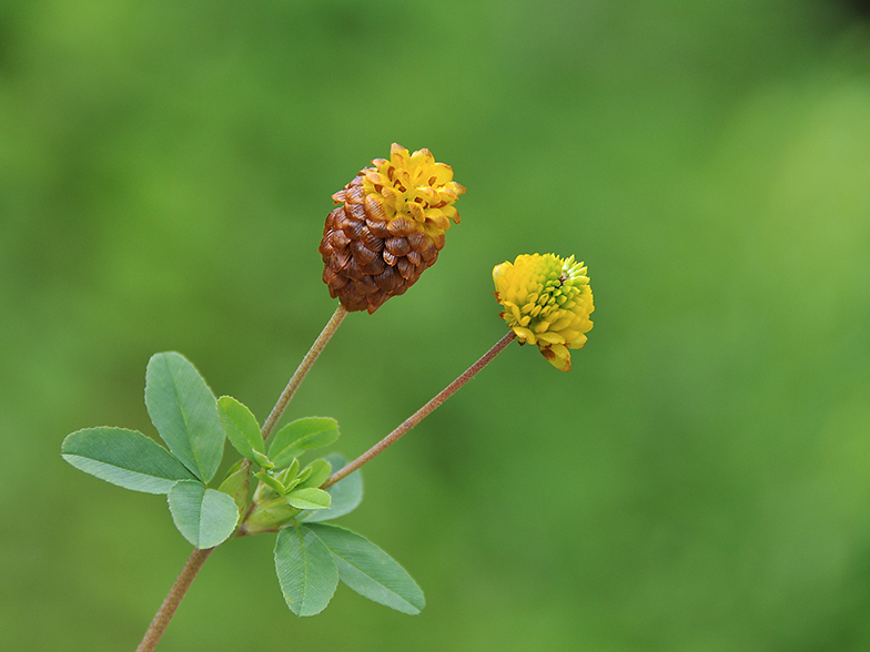 Trifolium badium