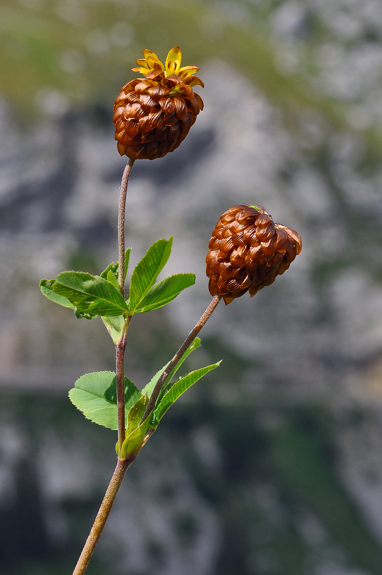 Trifolium badium