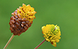 Trifolium badium