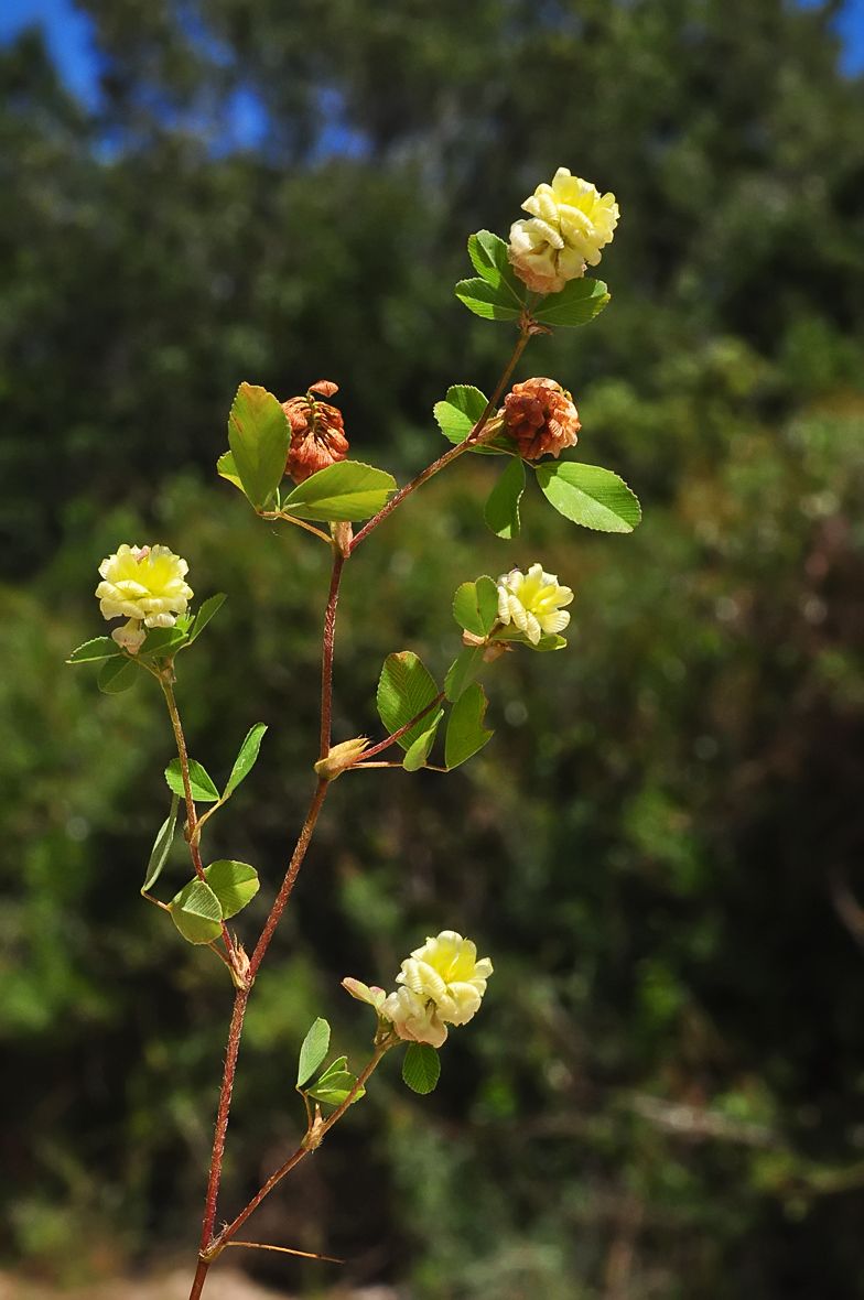 Trifolium campestre