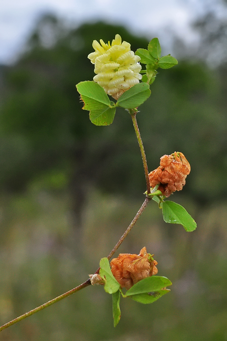 Trifolium campestre