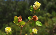 Trifolium campestre