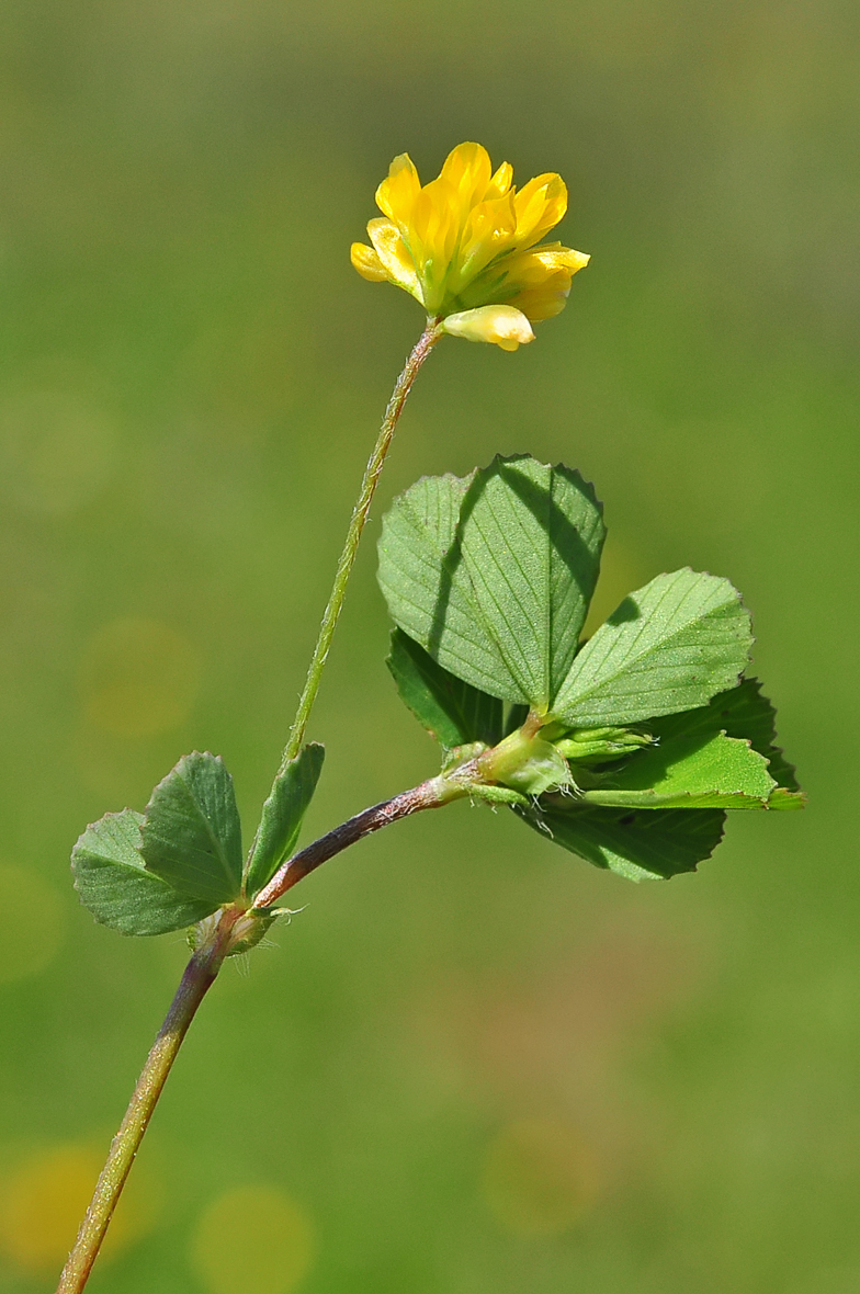 Trifolium dubium