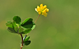 Trifolium dubium