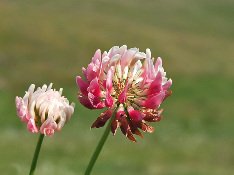 Trifolium hybridum