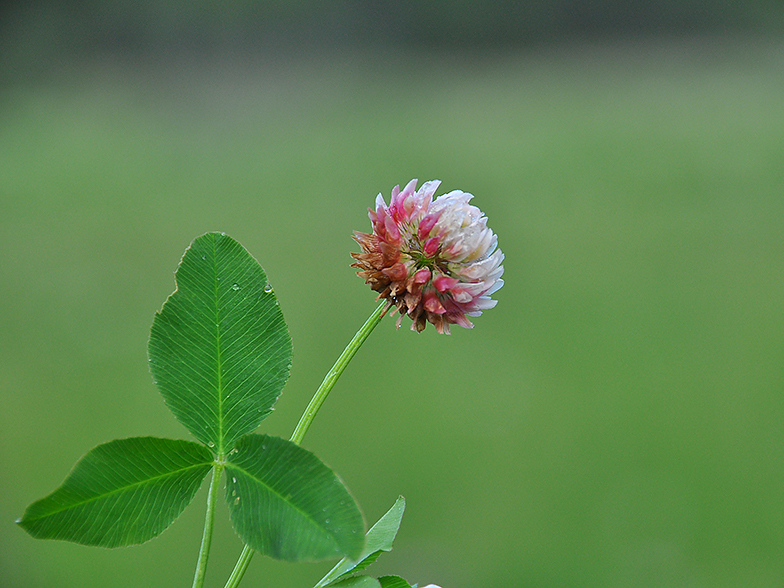 Trifolium hybridum