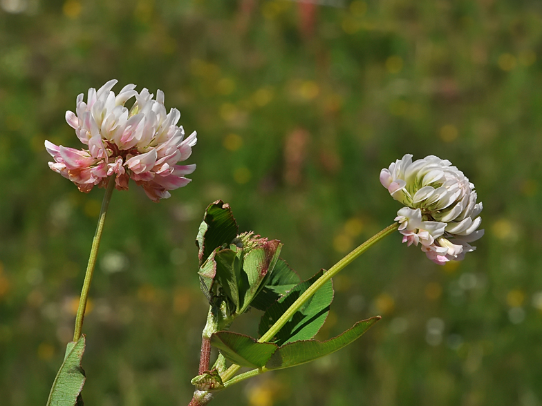 Trifolium hybridum