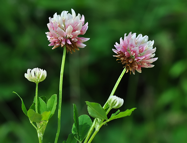 Trifolium hybridum