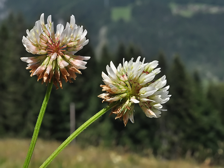 Trifolium hybridum