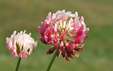 Trifolium hybridum