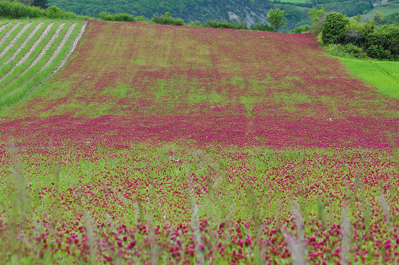 Trifolium incarnatum