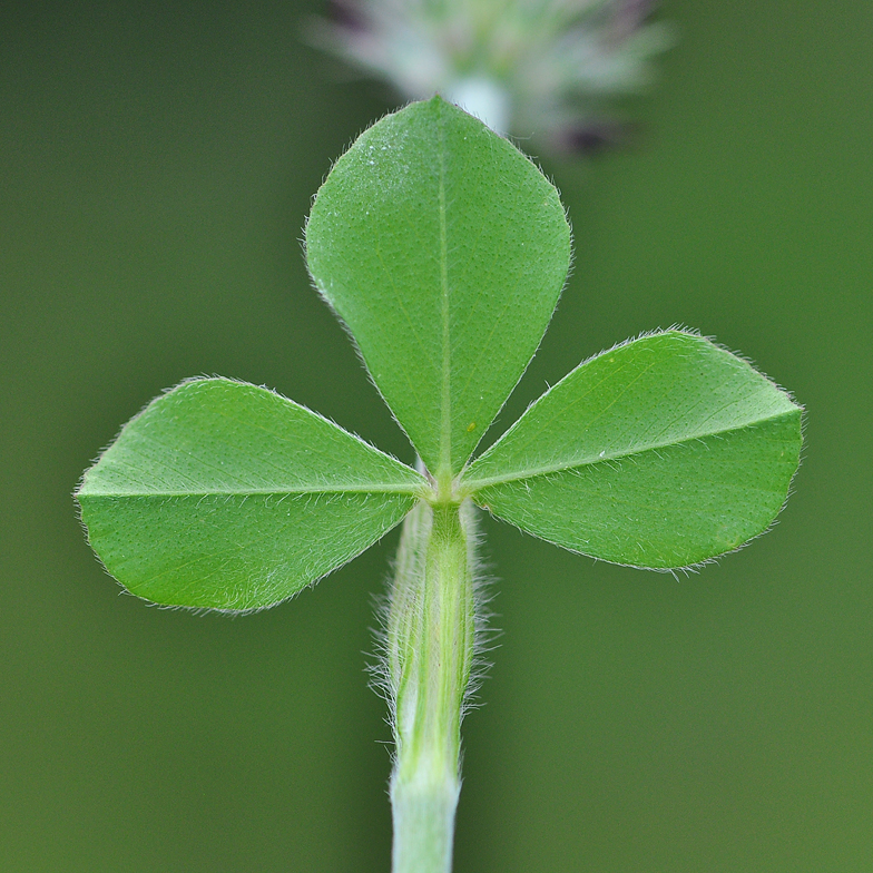 Trifolium incarnatum