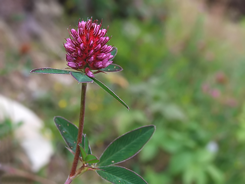 Trifolium medium