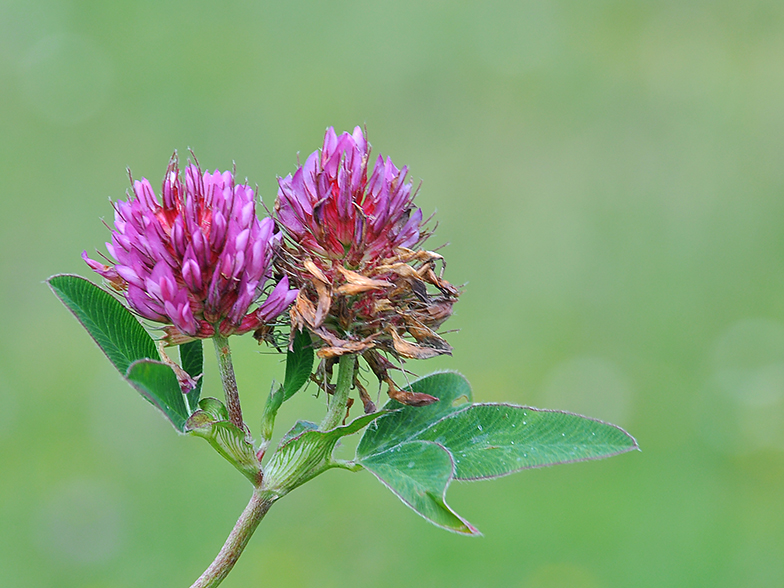 Trifolium medium