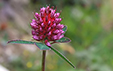 Trifolium medium