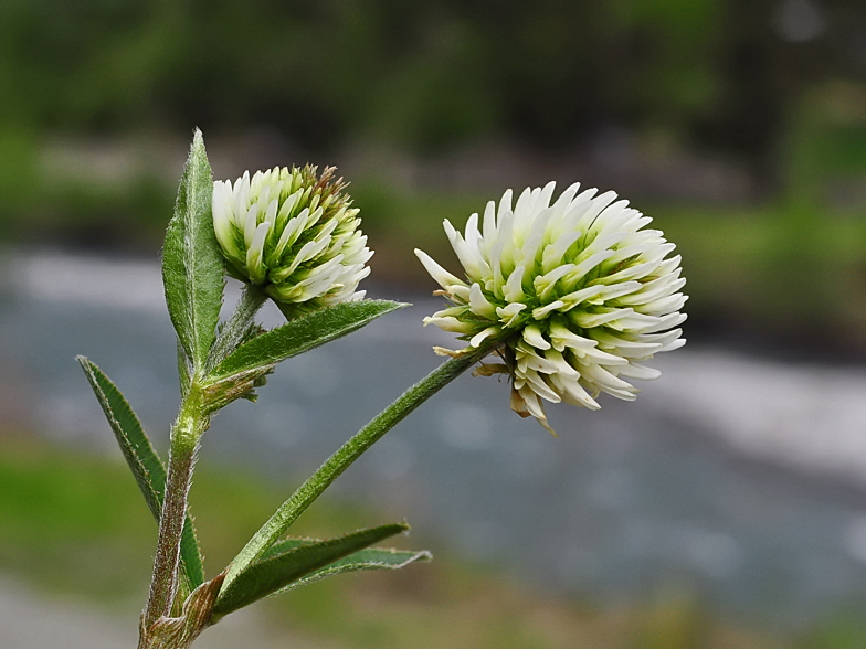 Trifolium montanum