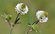 Trifolium montanum