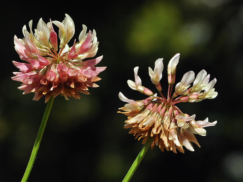 Trifolium pallescens