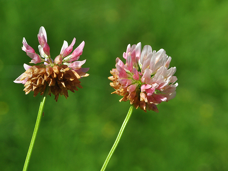 Trifolium pallescens