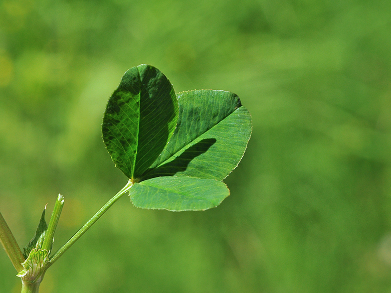 Trifolium pallescens