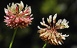 Trifolium pallescens