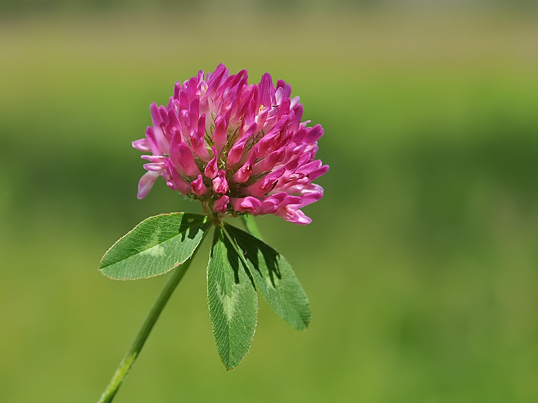 Trifolium pratense