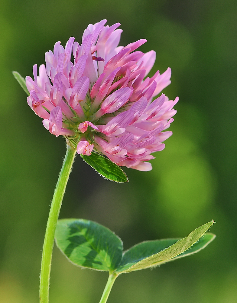 Trifolium pratense