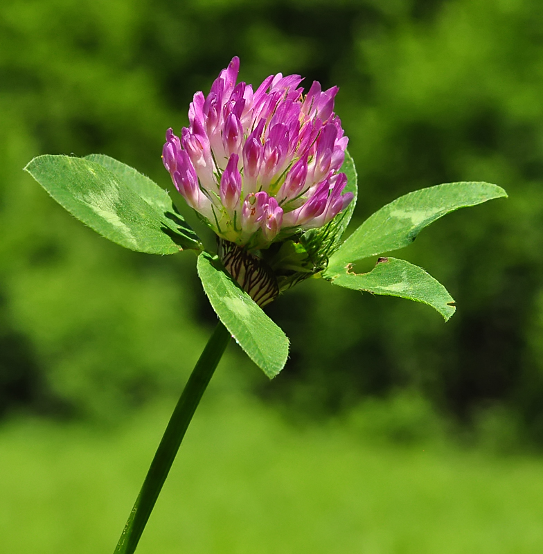 Trifolium pratense