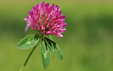 Trifolium pratense