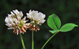 Trifolium repens